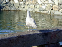 02-Aug-2000
Victoria, BC 
Pigeon