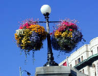 02-Aug-2000
Victoria, BC 
Hanging baskets