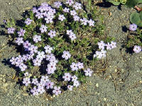 04-Aug-2000
Crater Lake, OR
Forget-me-nots ??