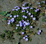 04-Aug-2000
Crater Lake, OR
Forget-me-nots ??
