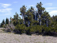 04-Aug-2000
Crater Lake, OR
Near Cloudcap
