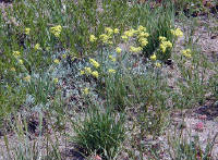 04-Aug-2000
Crater Lake, OR
Flowers near Sun Notch