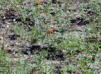 04-Aug-2000
Crater Lake, OR
Castle Crest Wildflower Trail