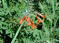 04-Aug-2000
Crater Lake, OR
Castle Crest Wildflower Trail