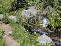 04-Aug-2000
Crater Lake, OR
Castle Crest Wildflower Trail
