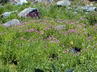 04-Aug-2000
Crater Lake, OR
Castle Crest Wildflower Trail