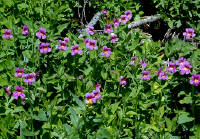 04-Aug-2000
Crater Lake, OR
Castle Crest Wildflower Trail