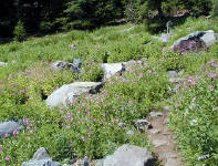 04-Aug-2000
Crater Lake, OR
Castle Crest Wildflower Trail