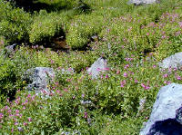 04-Aug-2000
Crater Lake, OR
Castle Crest Wildflower Trail