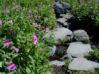 04-Aug-2000
Crater Lake, OR
Castle Crest Wildflower Trail