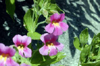 04-Aug-2000
Crater Lake, OR
Castle Crest Wildflower Trail
