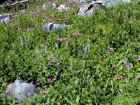 04-Aug-2000
Crater Lake, OR
Castle Crest Wildflower Trail