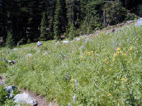 04-Aug-2000
Crater Lake, OR
Castle Crest Wildflower Trail