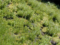 04-Aug-2000
Crater Lake, OR
Castle Crest Wildflower Trail