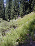 04-Aug-2000
Crater Lake, OR
Castle Crest Wildflower Trail