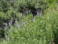04-Aug-2000
Crater Lake, OR
Castle Crest Wildflower Trail