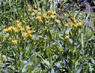 04-Aug-2000
Crater Lake, OR
Castle Crest Wildflower Trail