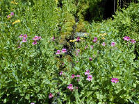 04-Aug-2000
Crater Lake, OR
Castle Crest Wildflower Trail