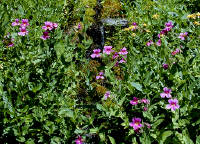 04-Aug-2000
Crater Lake, OR
Castle Crest Wildflower Trail