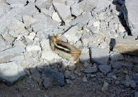04-Aug-2000
Crater Lake, OR
Ground Squirrel