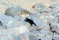 04-Aug-2000
Crater Lake, OR
Ground Squirrel