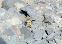 04-Aug-2000
Crater Lake, OR
Ground Squirrel