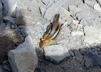 04-Aug-2000
Crater Lake, OR
Ground Squirrel