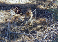 05-Aug-2000
Lavaland, OR
Golden crested Ground Squirrel