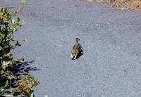05-Aug-2000
Lavaland, OR
Golden crested Ground Squirrel
