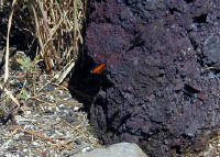 05-Aug-2000
Lavaland, OR
Monarch Butterfly