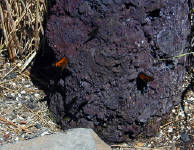 05-Aug-2000
Lavaland, OR
Monarch Butterflies