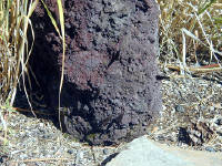 05-Aug-2000
Lavaland, OR
Monarch Butterflies