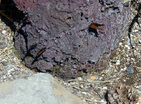 05-Aug-2000
Lavaland, OR
Monarch Butterflies