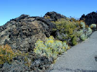 05-Aug-2000
Lavaland, OR
Lava Bed and plants