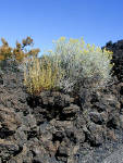 05-Aug-2000
Lavaland, OR
Lava Bed and plants