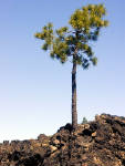 05-Aug-2000
Lavaland, OR
Tree growing out of lava bed