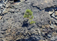 05-Aug-2000
Lavaland, OR
Small tree growing out of the rock