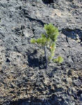 05-Aug-2000
Lavaland, OR
Small tree growing out of the rock