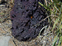 05-Aug-2000
Lavaland, OR
Monarch butterflies