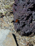 05-Aug-2000
Lavaland, OR
Monarch butterflies