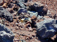 05-Aug-2000
Lavaland, OR
Golden Crested Ground Squirrel