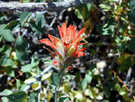 05-Aug-2000
Lava Cast Forest, OR
Giant Red Paintbrush