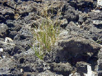 Click for larger image.