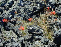 05-Aug-2000
Lava Cast Forest, OR
Giant Red Paintbrush plants