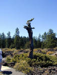 05-Aug-2000
Lava Cast Forest, OR
Tree trunk