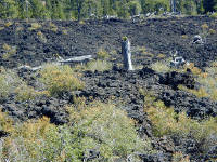05-Aug-2000
Lava Cast Forest, OR
New growth on dead tree trunk
