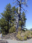 05-Aug-2000
Lava Cast Forest, OR
Dead tree