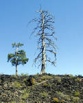 05-Aug-2000
Lava Cast Forest, OR
New and old trees