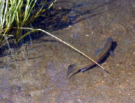 05-Aug-2000
Bend, OR
High Desert Museum - Rainbow Trout