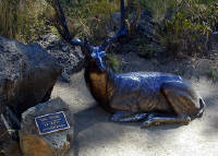 05-Aug-2000
Bend, OR
High Desert Museum - Bronze Deer